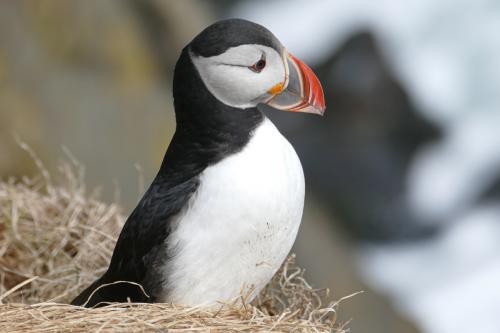 20230502 HafnarholmiPuffins 0169
