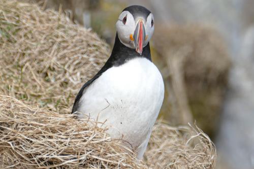 20230502 HafnarholmiPuffins 0171
