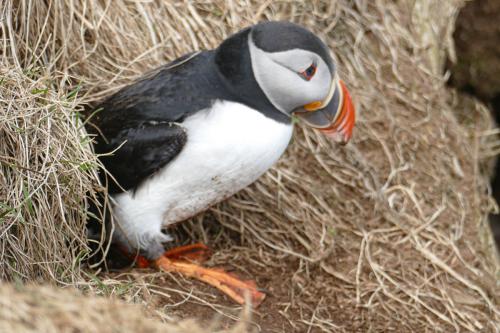20230502 HafnarholmiPuffins 0172