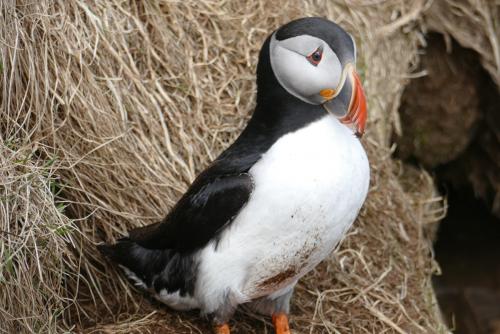 20230502 HafnarholmiPuffins 0174