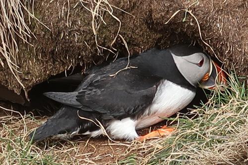 20230502 HafnarholmiPuffins 0175