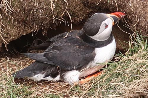 20230502 HafnarholmiPuffins 0177