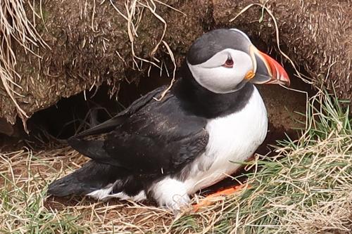 20230502 HafnarholmiPuffins 0178