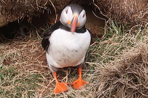 20230502 HafnarholmiPuffins 0179