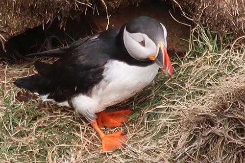 20230502 HafnarholmiPuffins 0180