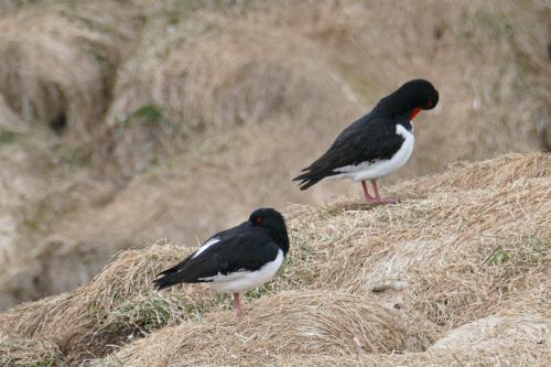 20230502 HafnarholmiPuffins 0182