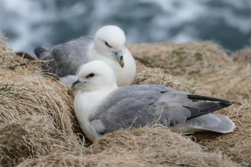 20230502 HafnarholmiPuffins 0183
