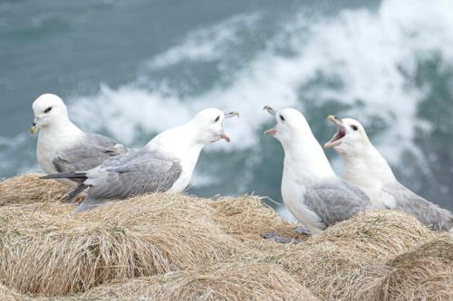 20230502 HafnarholmiPuffins 0184