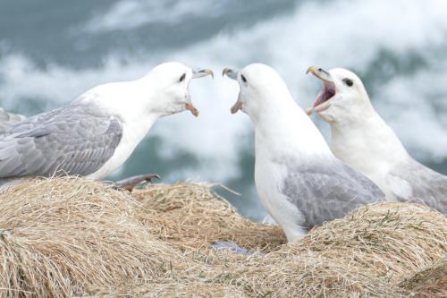20230502 HafnarholmiPuffins 0185