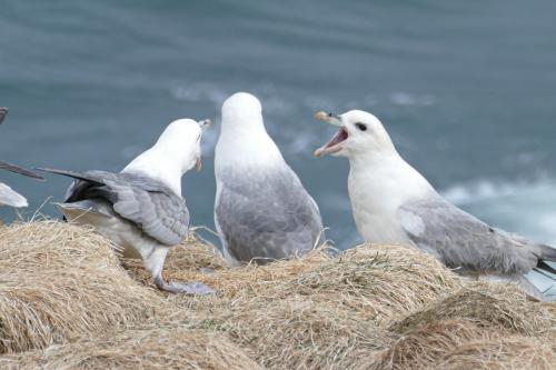 20230502 HafnarholmiPuffins 0186