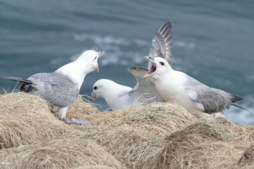 20230502 HafnarholmiPuffins 0188