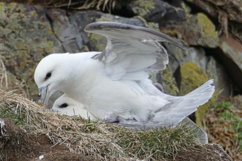 20230502 HafnarholmiPuffins 0191