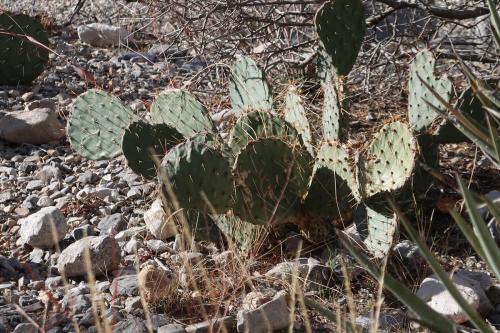 20231229 RedRockCanyon 0061