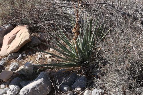 20231229 RedRockCanyon 0063
