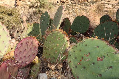 20231229 RedRockCanyon 0068