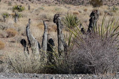 20231229 RedRockCanyon 0073