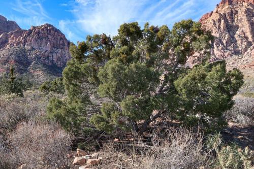 20231229 RedRockCanyon 0082
