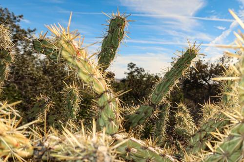 20231229 RedRockCanyon 0084