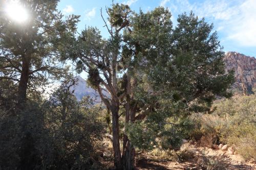 20231229 RedRockCanyon 0085