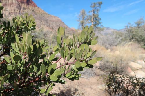 20231229 RedRockCanyon 0095