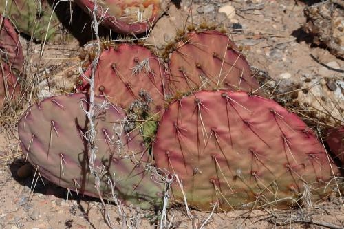 20231229 RedRockCanyon 0097