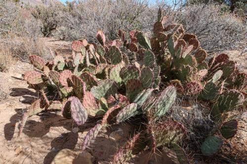 20231229 RedRockCanyon 0098
